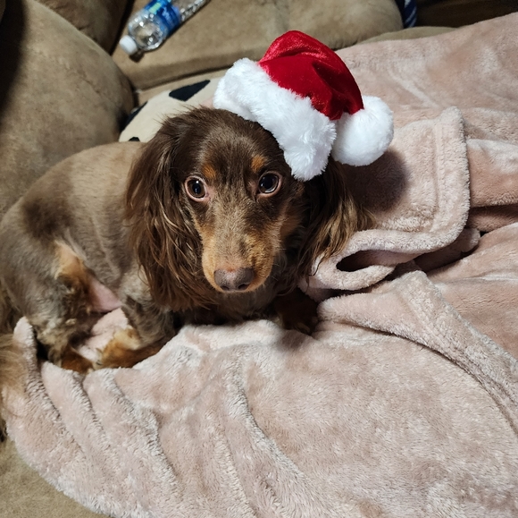 NWT Adorable Pet Costume Santa Clause 🎅 - Picture 5 of 6